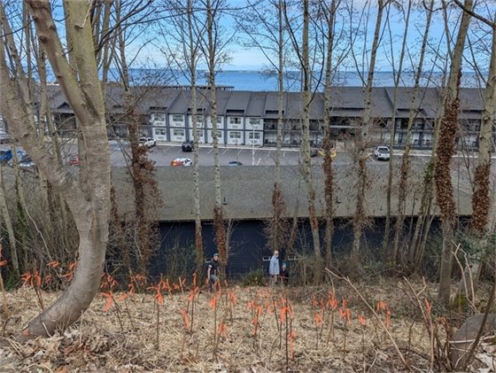 Staff and volunteers install new shrubs