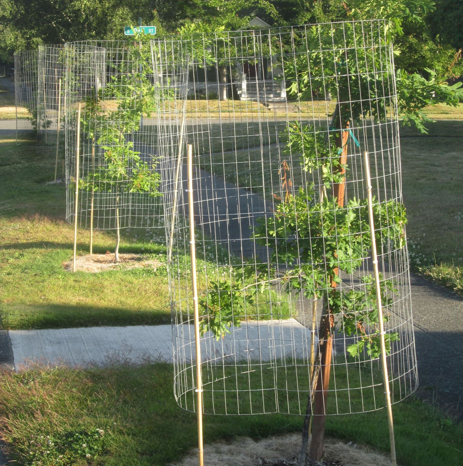 Street Trees Planted in 2023 on West 7th Street