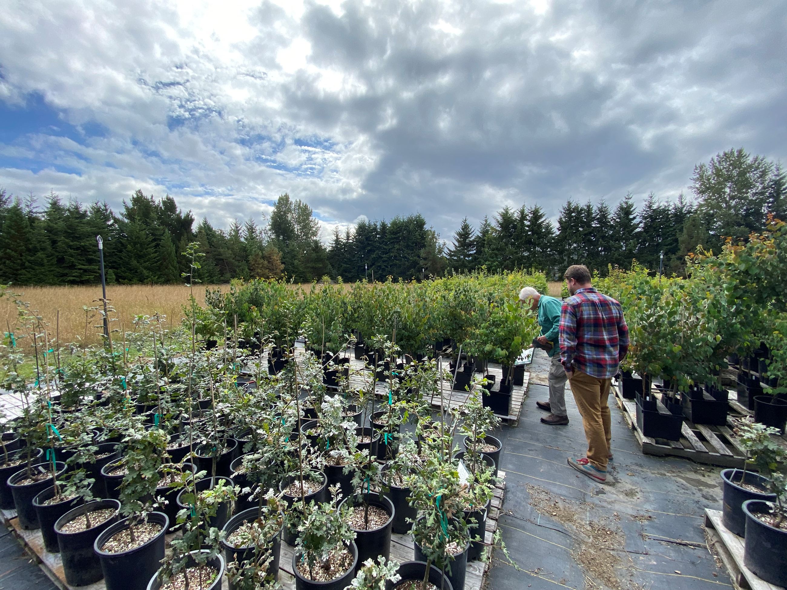 City Shade Nursery in 2023