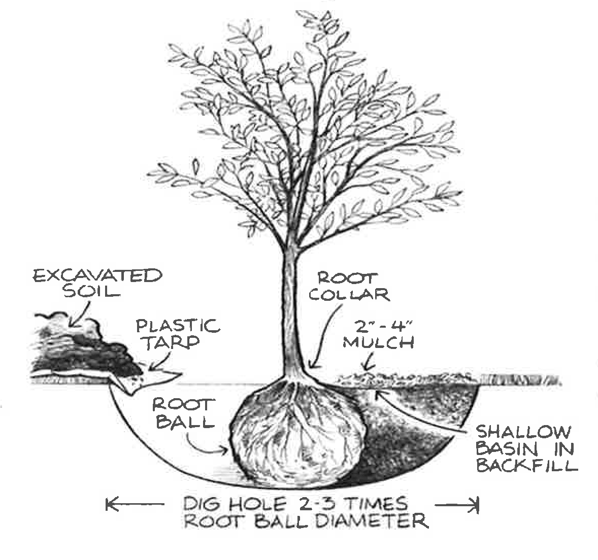 Proper Tree Planting Technique Illustration